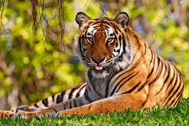 Image Free Animal Wallpapers 14 Next Image Animals Wallpapers41 ...