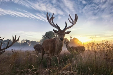 Deer: Deers Animal Nature Horns Deer Animale Phone Wallpapers For ...