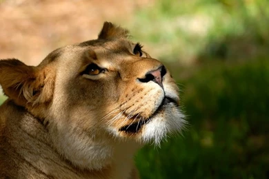 Animals,nature Nature Animals Lions Wild Animals 1920x1200 ...
