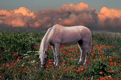 Horses: Kg Animal Horses Landscape Nature Cool Wallpapers For HD ...