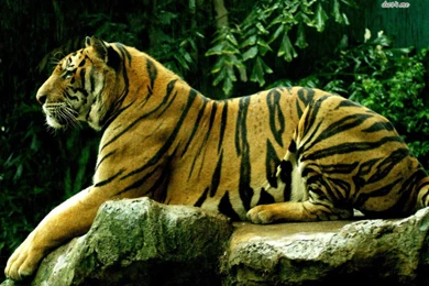 Wallpapers White Tiger Animal Nature Royal Bengal 1024x768 ...