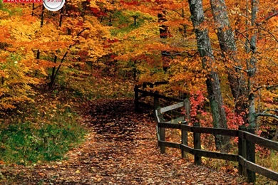 Beautiful Screensavers Site: Fall Free Screensaver Wallpapers