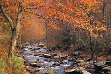 New Big Screensaver: Autumn Wallpapers Screensaver