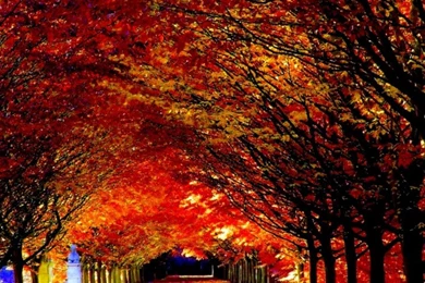 Free Fall Screensavers Wallpapers