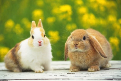Rabbit Wallpapers   Animal Wallpapers