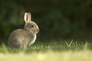 Rabbit Wallpapers High Quality