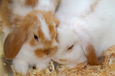 31+ Best HD Rabbit Wallpapers