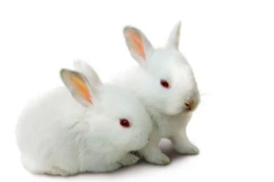 Rabbit Image Collection (40+)