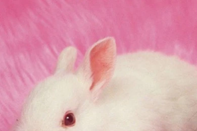 Lovely  Rabbit Galaxy S5 Wallpapers