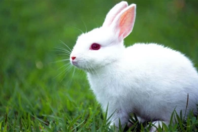 Rabbit Hd Photo Gallery For Free Wallpapers   Free Hd Wallpapers