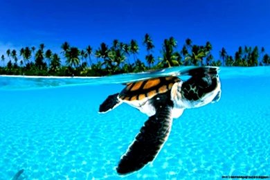 Cool Animal Desktop Backgrounds