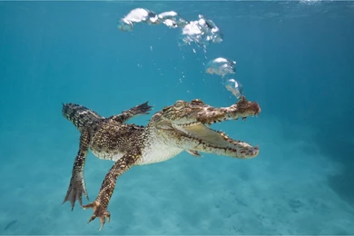 Webshots January Animal Desktop Wallpapers 3 － Animal Wallpapers ...