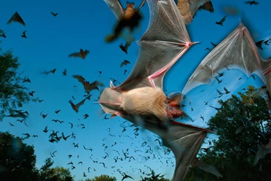 Bat Animal Desktop Wallpapers   Free Hd Wallpapers