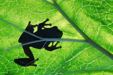 Webshots January Animal Desktop Wallpapers 17 － Animal Wallpapers ...