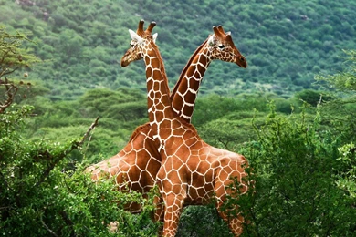 Giraffes Africa Wild Animal Desktop Wallpapers 1920x1080. African ...