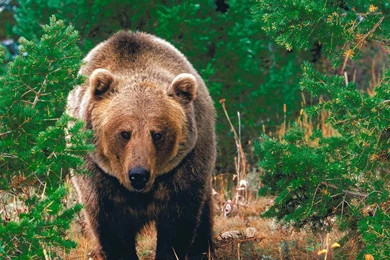 Awesome Pictures Of Grizzly Bears Pics
