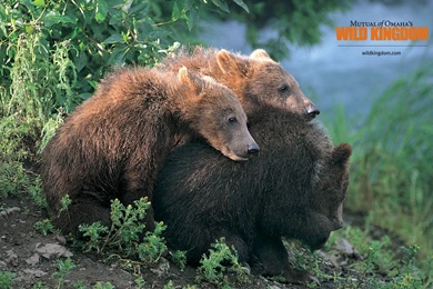 Brown Bears Wallpapers
