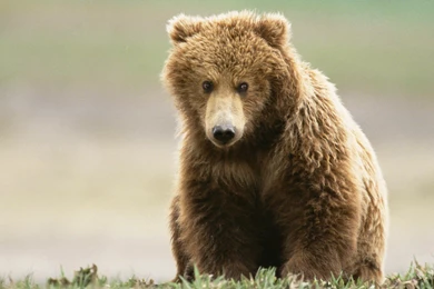 824774 Grizzly Bears Wallpapers