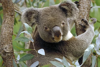 Images Of Koala Bears Wallpapers Wide   Kemecer.com