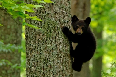 Black Bears   Wallpaper.