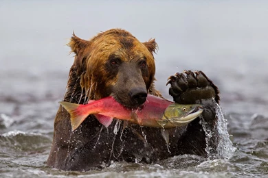 824774 Grizzly Bears Wallpapers