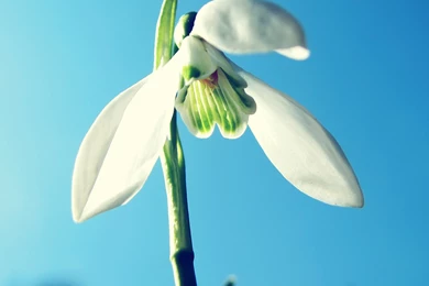 iPad 3 Wallpapers Nature 01