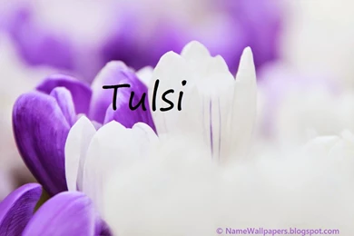 Tulsi Name Wallpapers Tulsi ~ Name Wallpapers Urdu Name Meaning ...