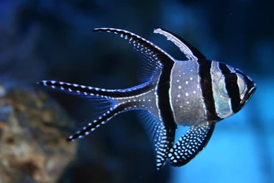 Fish Wallpapers Hd Live