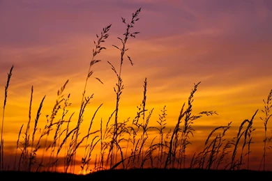 Sunset Sky Grass Wallpapers