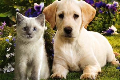 Dogs And Puppies And Cats And Kittens