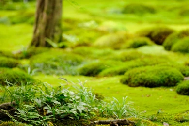 Jeffrey Friedl's Blog » More From The Gioji Temple: Lotsa Moss And ...