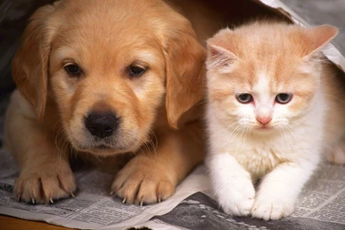 Kitten And Puppy Wallpapers For Desktop, Laptop & Mobile