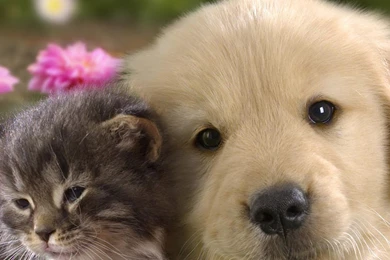 Download Wallpapers 3840x1200 Puppy, Kitten, Grass, Flowers, Couple ...
