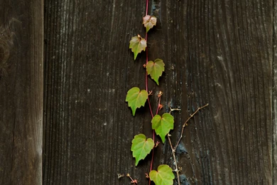 1050x1680 Wallpapers Wallpapers Zone