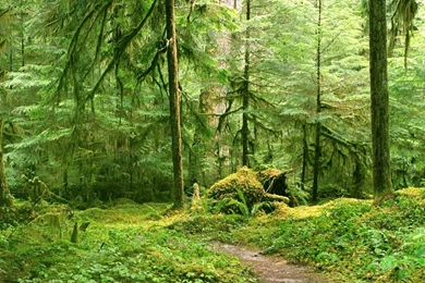 Forest Wallpapers   Page 2   Nature Wallpapers   Crazy Frankenstein