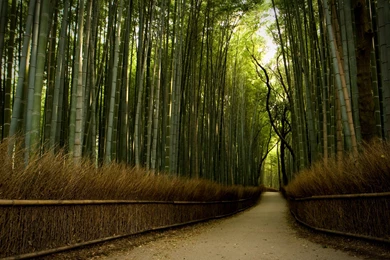 Download The Bamboo Trail Wallpaper, Bamboo Trail iPhone Wallpapers ...
