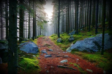 FOREST TRAIL WALLPAPER   (