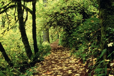 Desktop Wallpapers » Natural Backgrounds » Maple Lined Silver ...