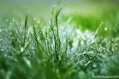 HD Images Wallpapers Free   Wallpapers Zone