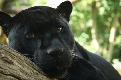 94 Black Panther HD Wallpapers