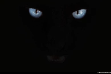 Black Panther Backgrounds   Wallpapers Cave