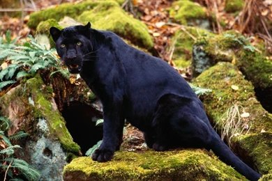 94 Black Panther HD Wallpapers