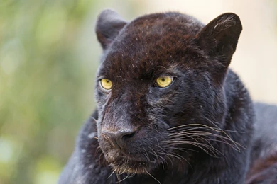 Black Panther Computer Wallpapers, Desktop Backgrounds