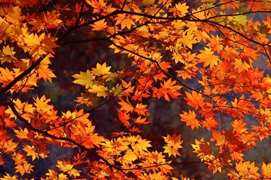 Autumn Leaves Wallpapers High Quality