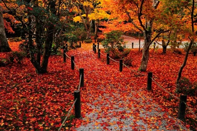Autumn Leaves Wallpapers 1080p   Ndemok.com