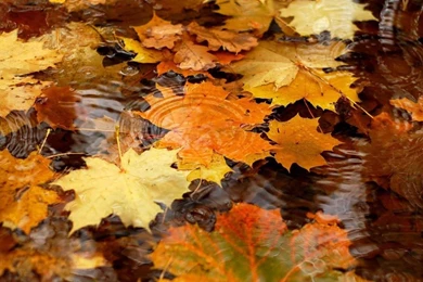 Autumn Tints Beautiful Fall Leaves Widescreen Wallpapers