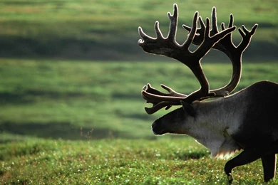 Moose On Tundra >> HD Wallpaper, Get It Now!