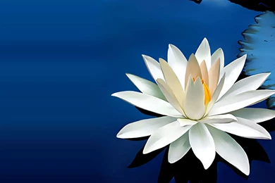 Water Lily Backgrounds For Powerpoint – Church Clipart