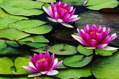 Water Lily Flower Wallpapers HD Of Beautiful Lotus Flowers