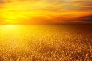 GOLDEN SUN WALLPAPER   (